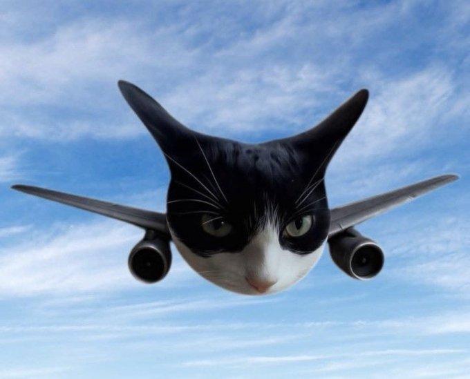 cat_plane