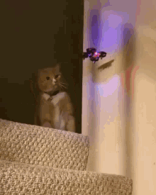 cat slaps drone